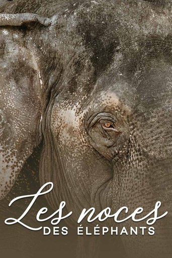 The wedding of the elephants Poster of The wedding of the elephants