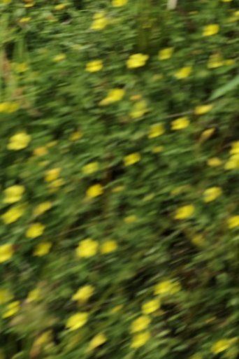 eye see flowers spinning Poster of eye see flowers spinning