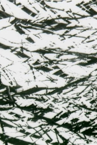 Tree Lines Poster of Tree Lines