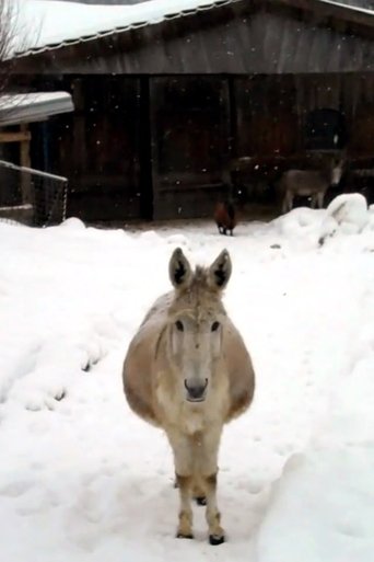 Esel mit Schnee Poster of Esel mit Schnee