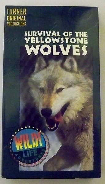 Survival of the Yellowstone Wolves Poster of Survival of the Yellowstone Wolves