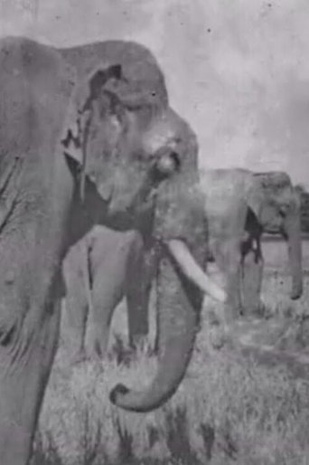 Land of the Elephants Poster of Land of the Elephants