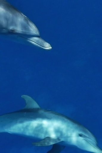 Meditate like a Dolphin Poster of Meditate like a Dolphin