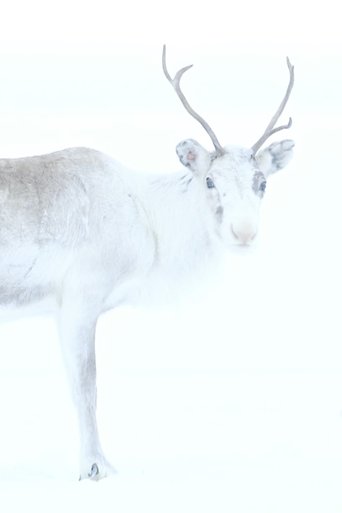 Spirit of the Reindeer Poster of Spirit of the Reindeer