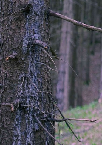 In The Woods Poster of In The Woods