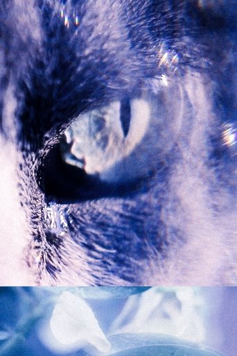 With the Eyes of My Cat Poster of With the Eyes of My Cat