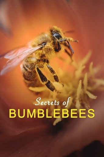 Hummeln - Bienen im Pelz Poster of Hummeln - Bienen im Pelz