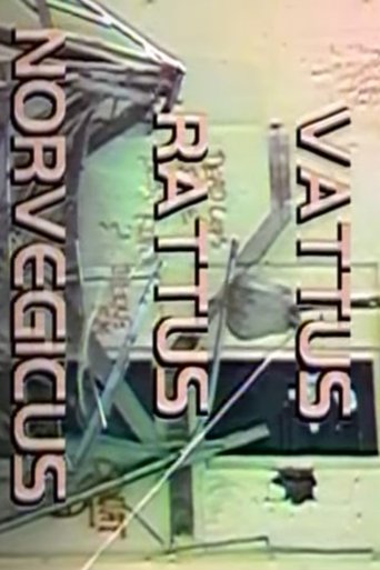 Vattus Rattus Norvegicus Poster of Vattus Rattus Norvegicus
