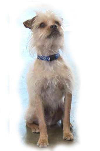 Pretty Little Doggie Poster of Pretty Little Doggie