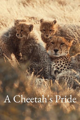 A Cheetah's Pride Poster of A Cheetah's Pride