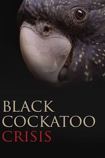 Black Cockatoo Crisis Poster of Black Cockatoo Crisis