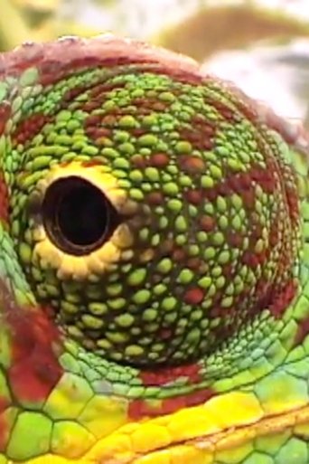 Safari Poster of Safari