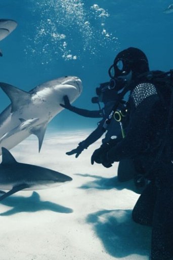 Wild Life - Sharks Poster of Wild Life - Sharks