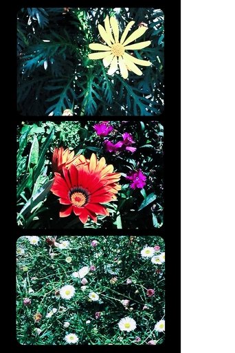 Flowers Poster of Flowers