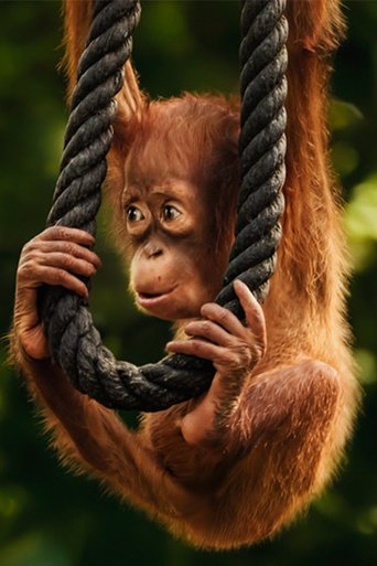 Wild Life - Orangutans Poster of Wild Life - Orangutans