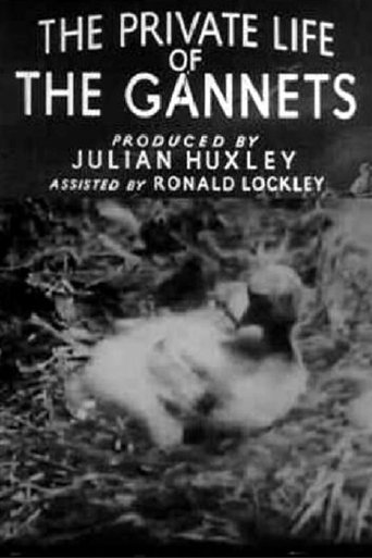 The Private Life of the Gannets Poster of The Private Life of the Gannets