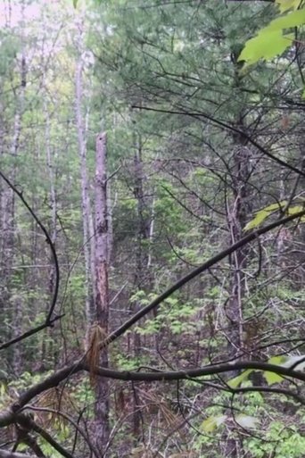 Millstone Woods May 2018 Poster of Millstone Woods May 2018