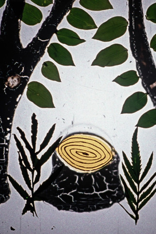 How Did Books Leave the Forest Poster of How Did Books Leave the Forest