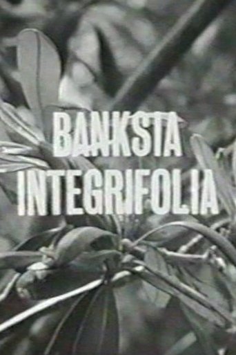 Banksia Integrifolia Poster of Banksia Integrifolia