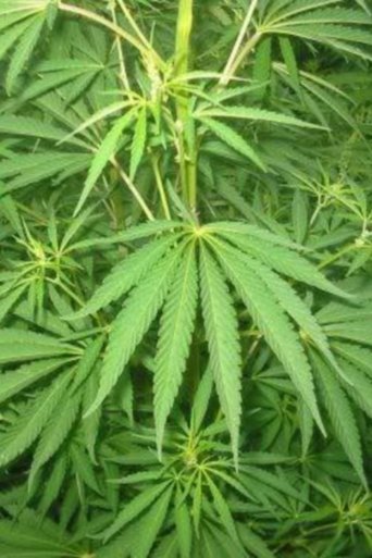 Le cannabis - Une plante entre le bien et le mal Poster of Le cannabis - Une plante entre le bien et le mal