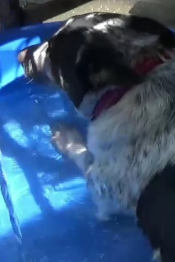 Dog in a Swimming Pool Poster of Dog in a Swimming Pool