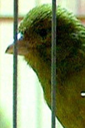 Russian Canary Poster of Russian Canary