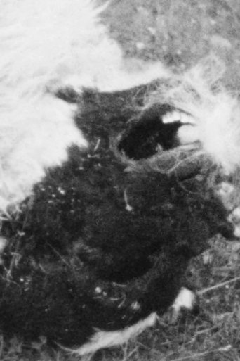 The Breath of Sheep Poster of The Breath of Sheep