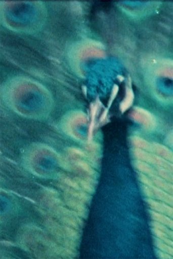 kauaʻi ʻōʻō Poster of kauaʻi ʻōʻō