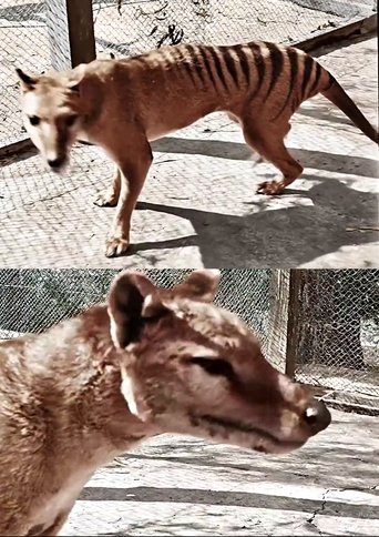 Tasmanian Tiger in Colour Poster of Tasmanian Tiger in Colour