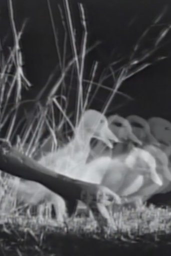 Night on the Riverbank Poster of Night on the Riverbank