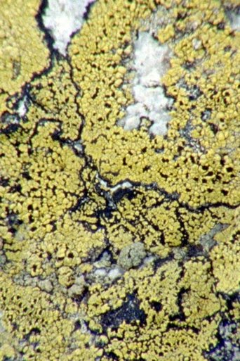 Lichens Are The Way Poster of Lichens Are The Way
