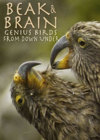 Beak & Brain - Genius Birds from Down Under Poster of Beak & Brain - Genius Birds from Down Under