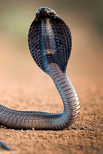 One Million Snake Bites Poster of One Million Snake Bites