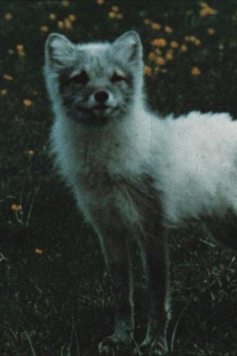 The Fox Makes a Den in the Scree Poster of The Fox Makes a Den in the Scree