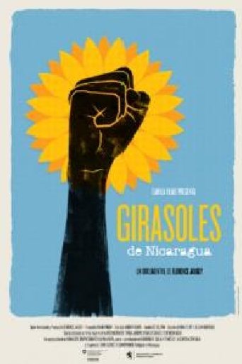 Sunflowers of Nicaragua Poster of Sunflowers of Nicaragua
