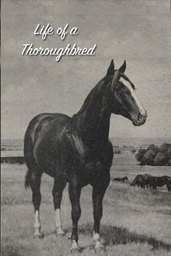 Life of a Thoroughbred Poster of Life of a Thoroughbred