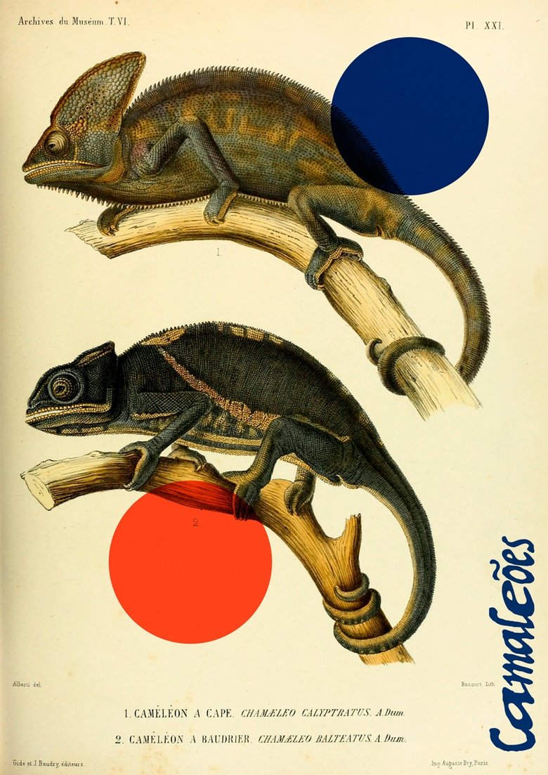 Chameleons Poster of Chameleons