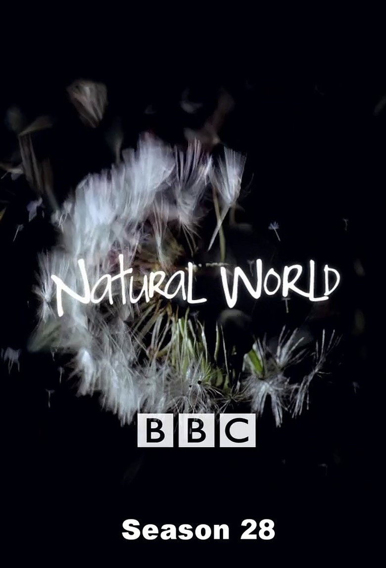 Cast and Crew in Natural World - Titus: The Gorilla King (Season 28 - Episode 1) - Titus: The Gorilla King Poster of Cast and Crew in Natural World - Titus: The Gorilla King (Season 28 - Episode 1) - Titus: The Gorilla King