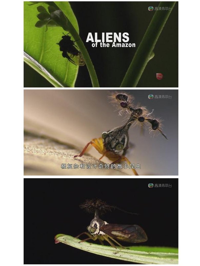 Aliens of the Amazon Poster of Aliens of the Amazon