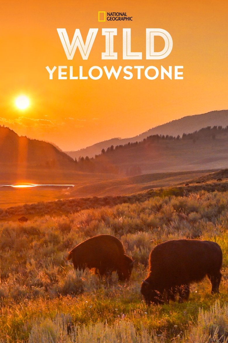 Episodes in Wild Yellowstone - Miniseries - Miniseries Poster of Episodes in Wild Yellowstone - Miniseries - Miniseries