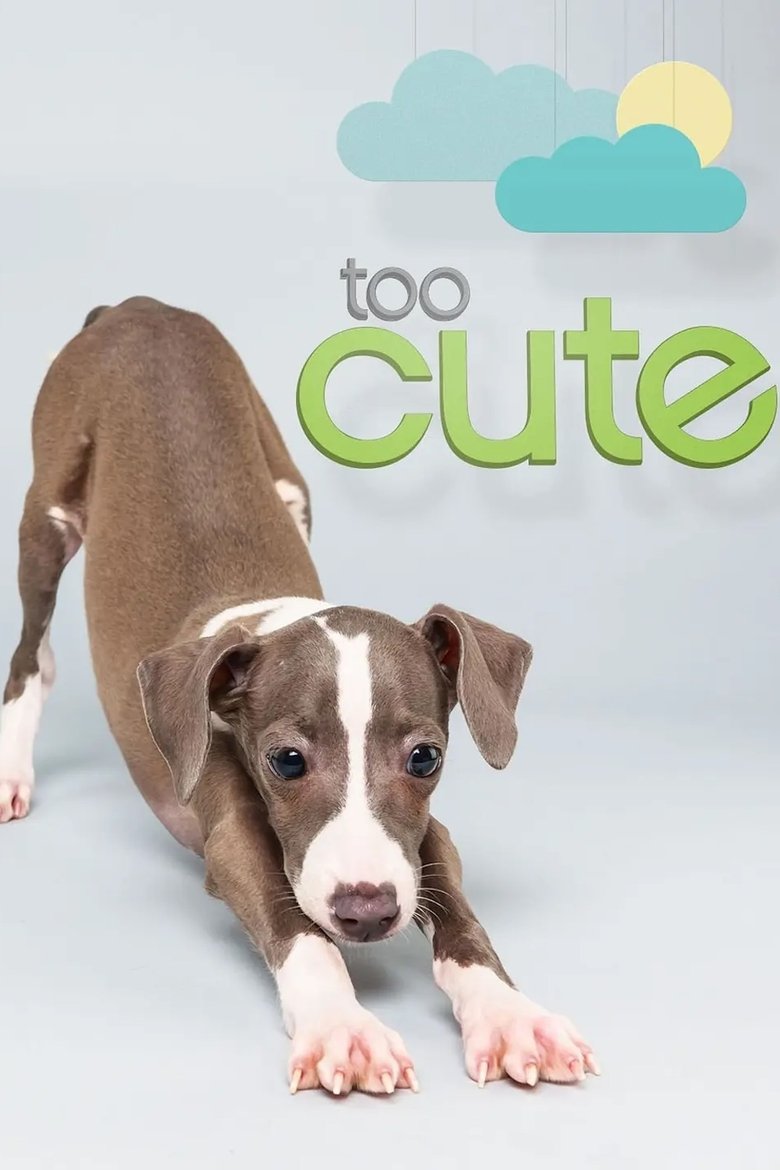 Cast and Crew in Too Cute - Cuddly Kittens (Season 5 - Episode 11) - Cuddly Kittens Poster of Cast and Crew in Too Cute - Cuddly Kittens (Season 5 - Episode 11) - Cuddly Kittens