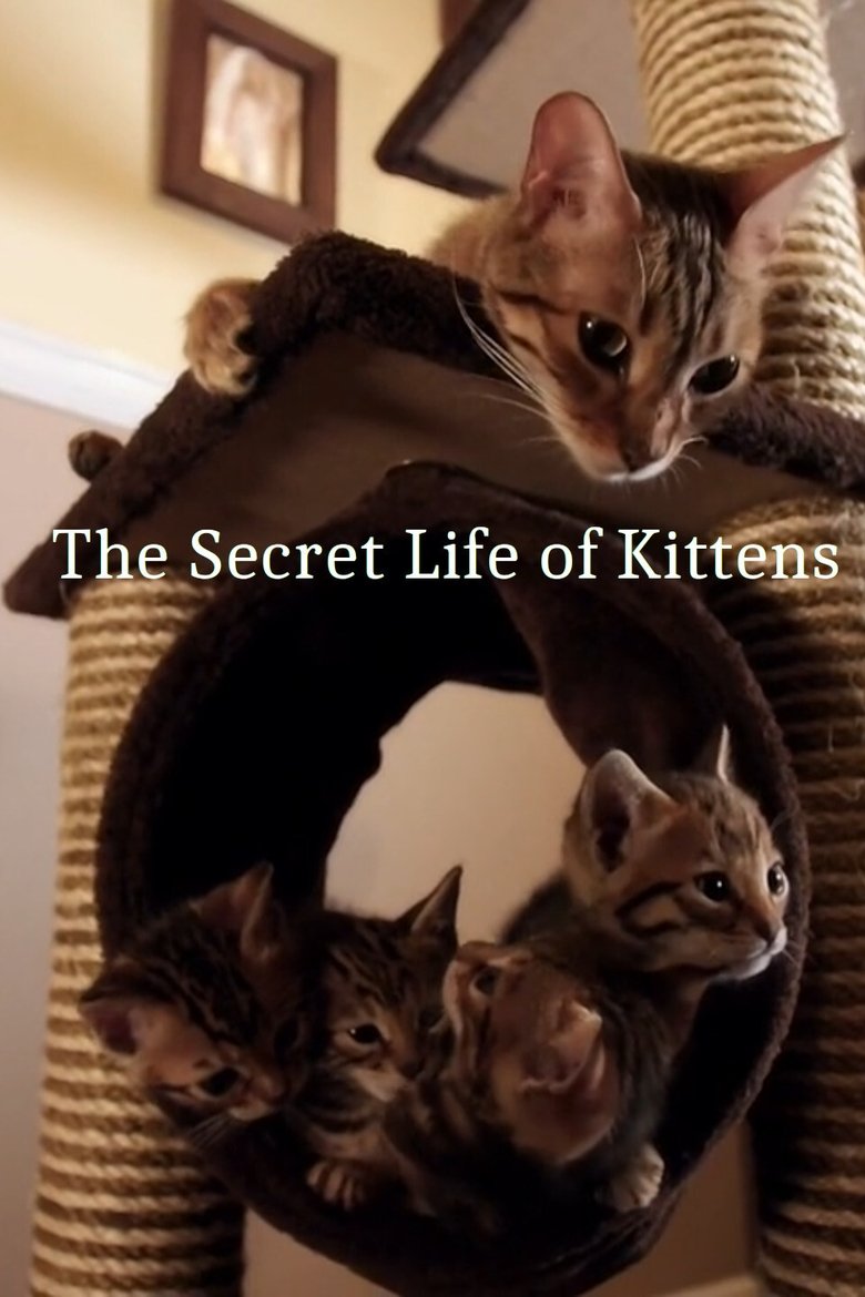 The Secret Life of Kittens Poster of The Secret Life of Kittens