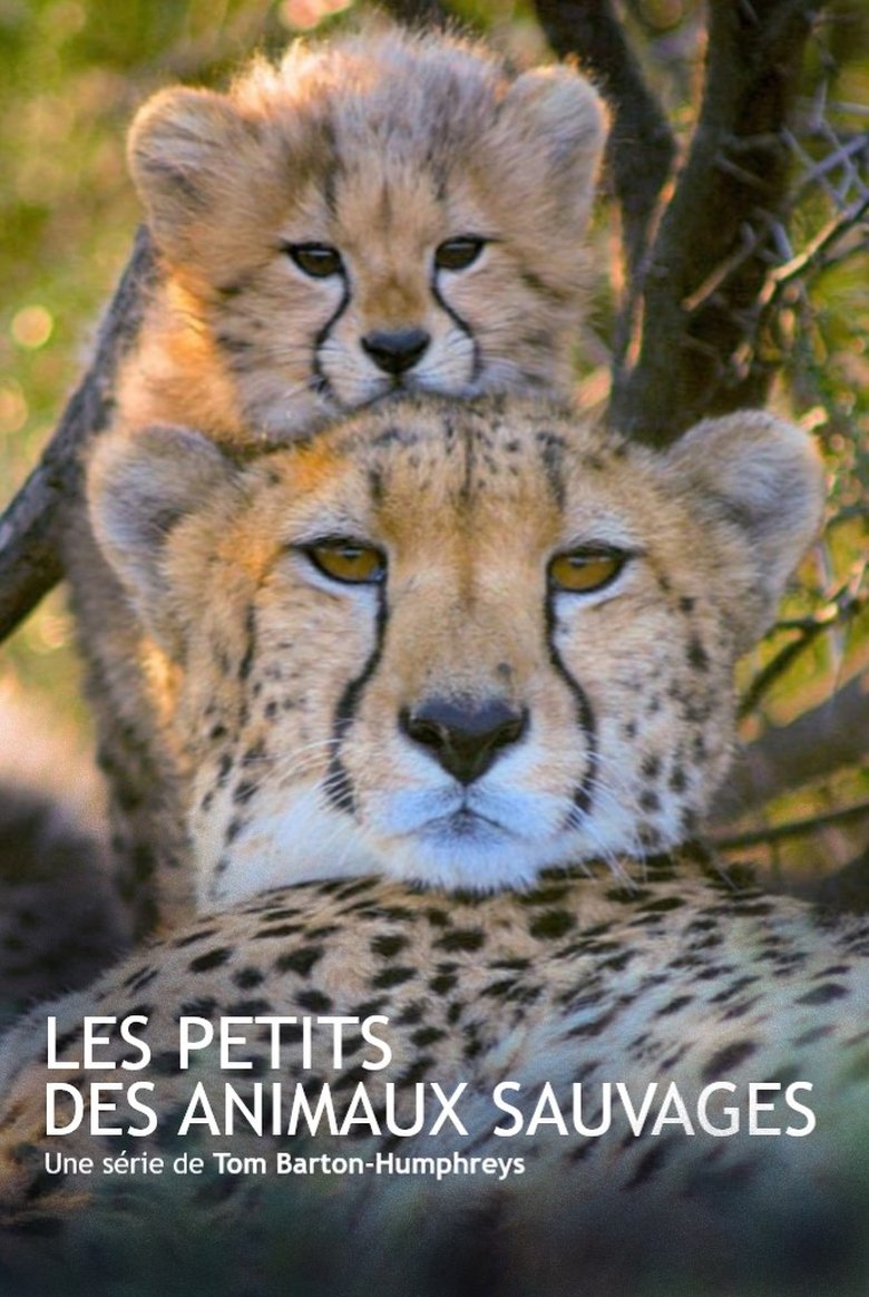 Episodes in Les Animaux Sauvages Et Leurs Petits - Season 1 - Season 1 Poster of Episodes in Les Animaux Sauvages Et Leurs Petits - Season 1 - Season 1