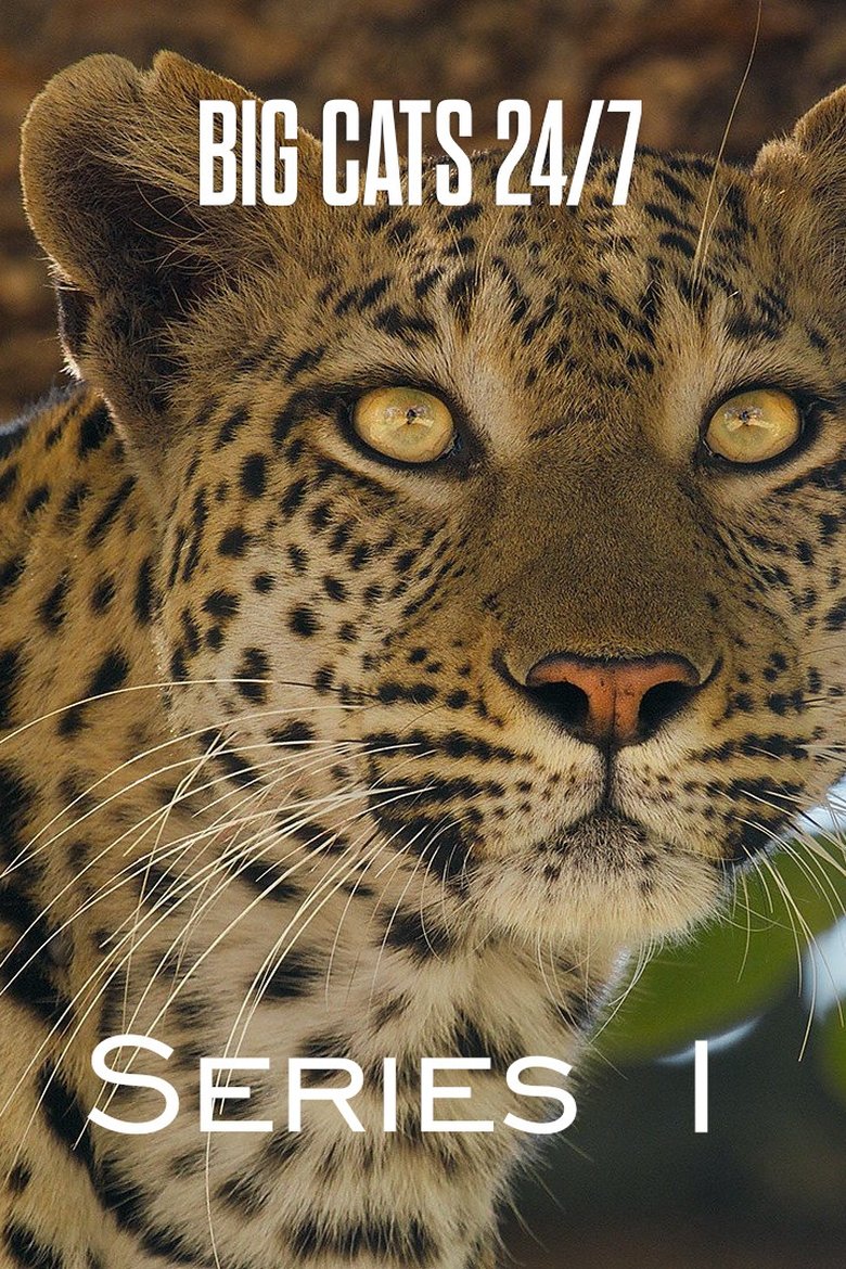 Episodes in Big Cats 24 7 - Series 1 - Series 1 Poster of Episodes in Big Cats 24 7 - Series 1 - Series 1