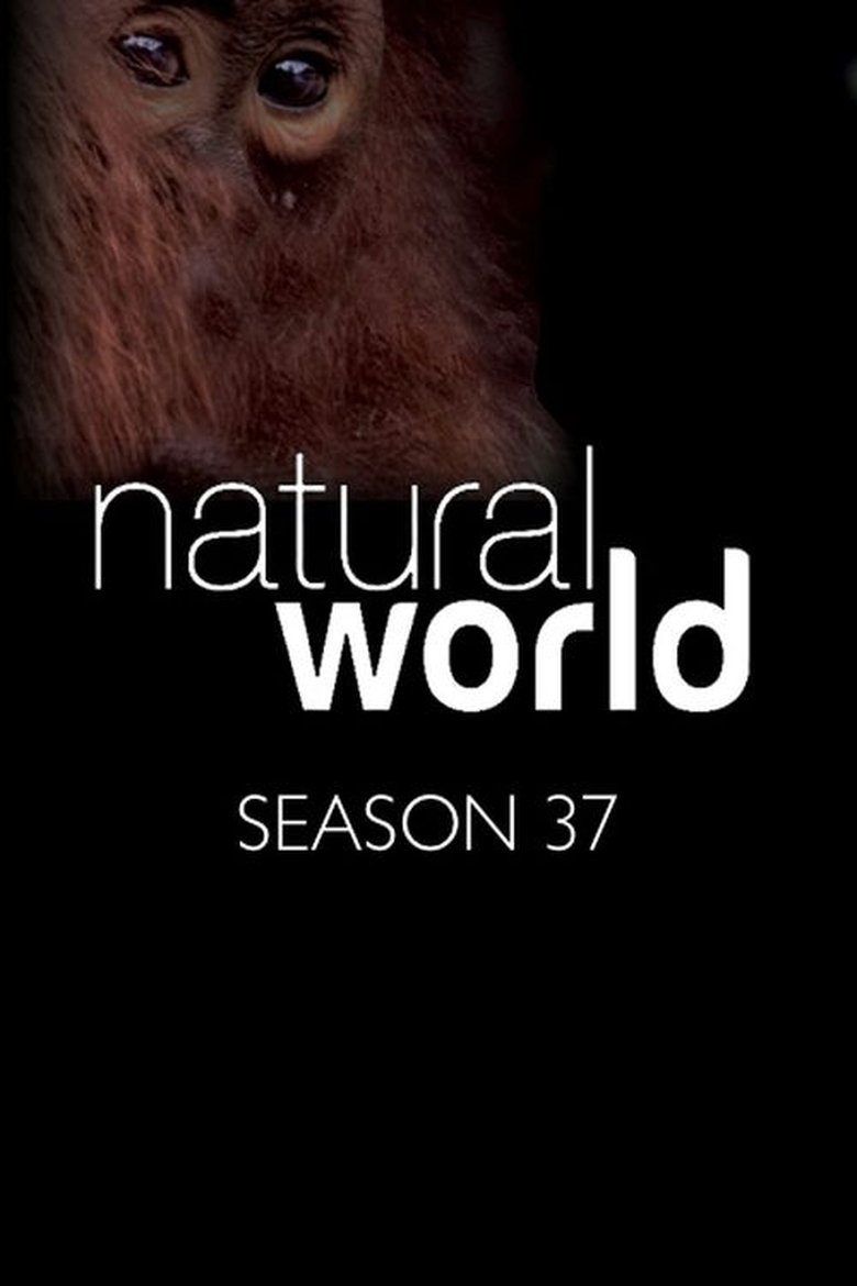 Episodes in Natural World - Season 37 - Season 37 Poster of Episodes in Natural World - Season 37 - Season 37