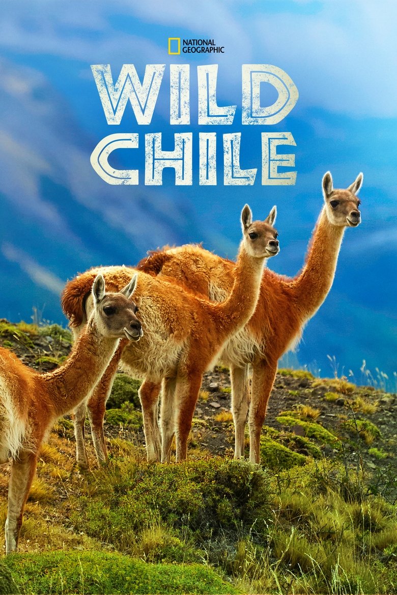 Wild Chile Poster of Wild Chile