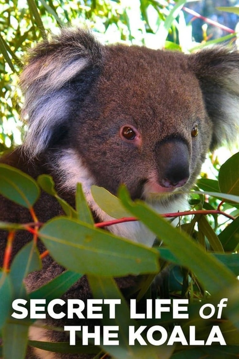 Episodes in Secret Life Of The Koala - Season 1 - Season 1 Poster of Episodes in Secret Life Of The Koala - Season 1 - Season 1