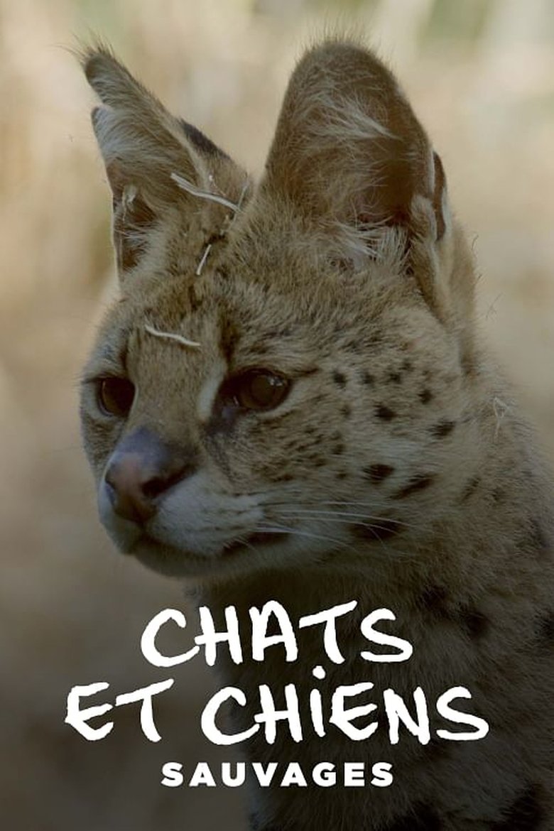 Episodes in Chats Et Chiens Sauvages - Season 1 - Season 1 Poster of Episodes in Chats Et Chiens Sauvages - Season 1 - Season 1