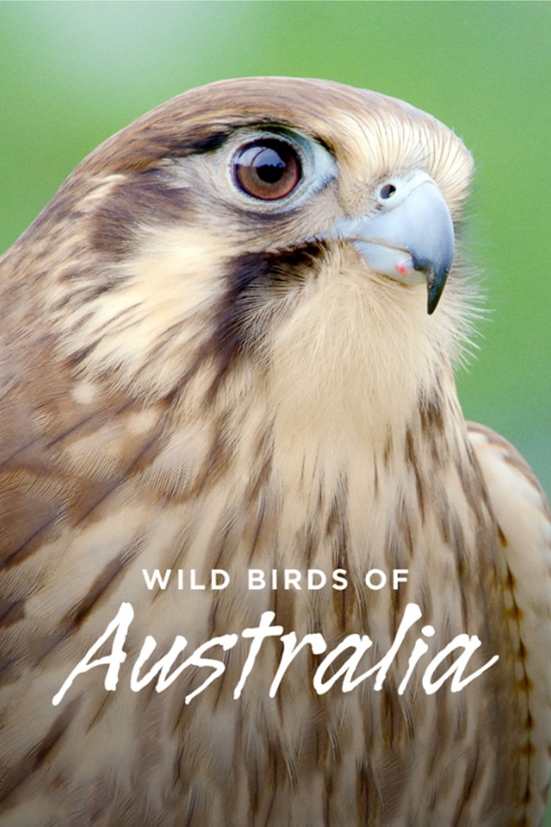 Wild Birds of Australia Poster of Wild Birds of Australia