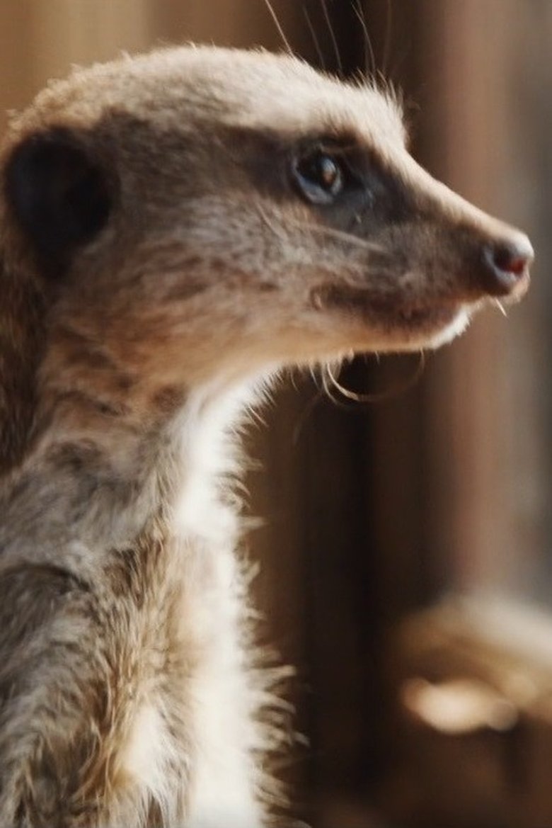 Elvis the Meerkat Portrait of Elvis the Meerkat
